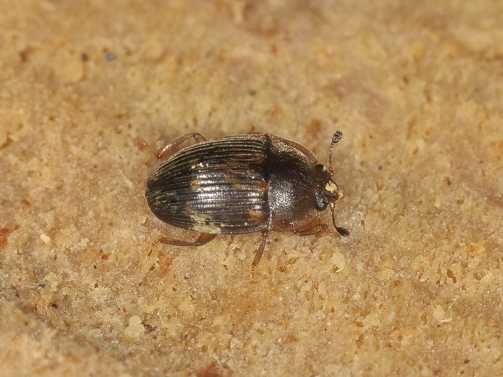 Stelidota geminata